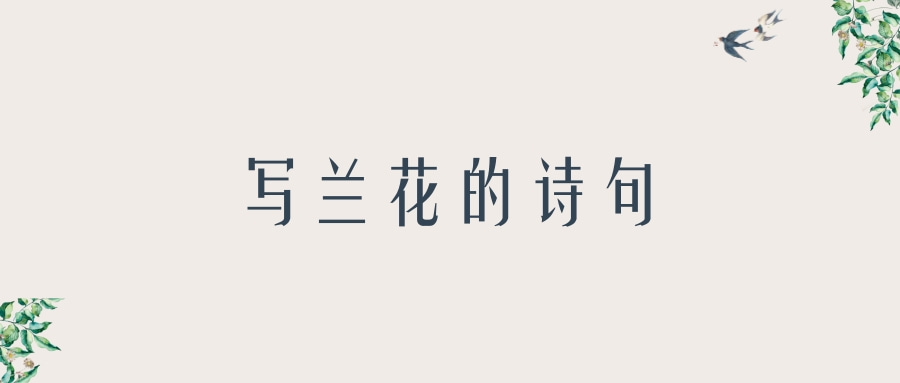 写兰花的诗句(写兰花的诗句古诗大全)_1