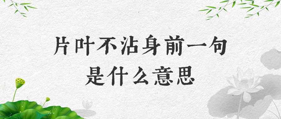 片叶不沾身前一句是什么意思(片叶不沾身是什么意思)