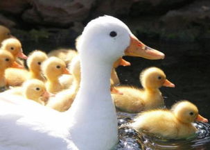 duck的复数形式(city的复数形式) duck的复数形式(city的复数形式)