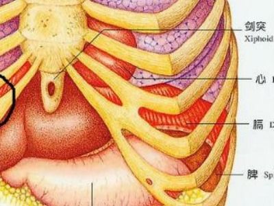 body指的是身体哪个部分(body是身体的哪一部分)