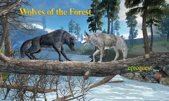 狼的复数wolves怎么读(wolf的复数形式是什么) 狼的复数wolves怎么读(wolf的复数形式是什么)