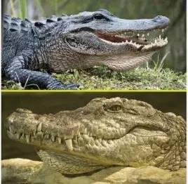 alligator和crocodile区别(alligator和crocodile区别 吃肉)