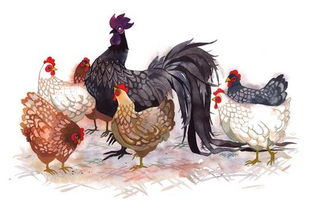 公鸡英语rooster和cock区别(公鸡英语是cock还是rooster)