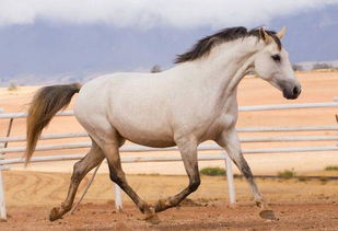 horse马的复数(horse马的复数是什么) horse马的复数(horse马的复数是什么)