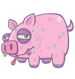 swine和pig的区别(swine 和pig)