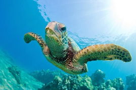 turtle和tortoise区别(turtle和tortoise的区别) turtle和tortoise区别(turtle和tortoise的区别)