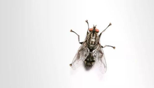 fly苍蝇的复数形式(fly苍蝇可数吗) fly苍蝇的复数形式(fly苍蝇可数吗)