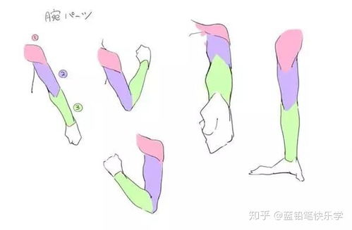 arms身体部位怎么读(arms是什么身体部位) arms身体部位怎么读(arms是什么身体部位)