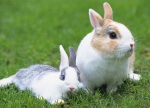兔子的单词怎么写-(兔子的单词怎么写)