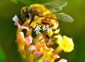 bee蜜蜂英语怎么读(bee蜜蜂英语怎么读音播放)