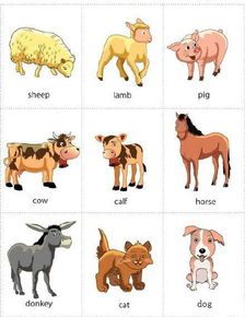 动物的英语是什么(我最喜欢的动物的英语是什么)